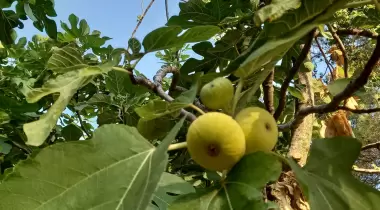 Doğa Pansiyon Değirmenözü