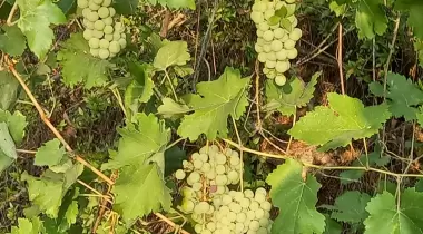 Doğa Pansiyon Değirmenözü