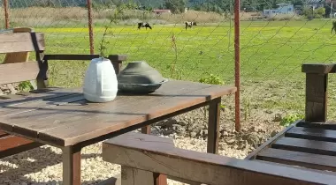 Kedi Camping