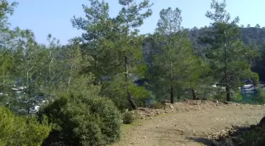 Balık Aşıran Koyu