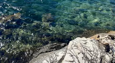 AKVARYUM KOYU
