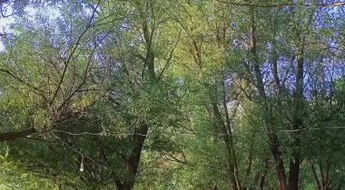 Ali Baba Kamp ve Piknik Alanı