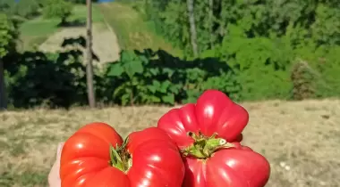 Deydaa Ekoloji Kampı
