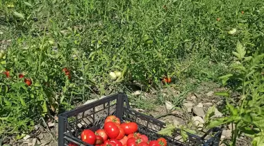 Deydaa Ekoloji Kampı
