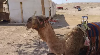 Harran Ören Yeri