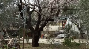 Tardus Bungalov