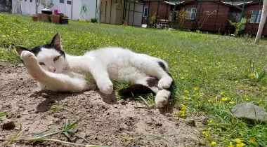 Kedi Camping