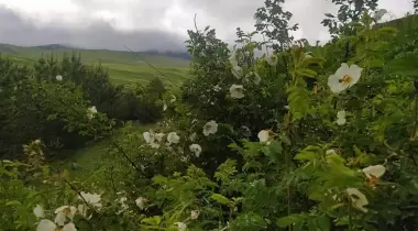 Gezginler Kamp Alanı