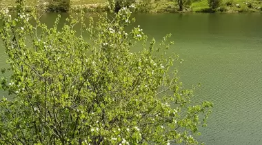 Burdur Kargı Köyü Sığla Ormanı Tabiatı Koruma Alanı