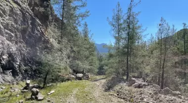 Burdur Kargı Köyü Sığla Ormanı Tabiatı Koruma Alanı