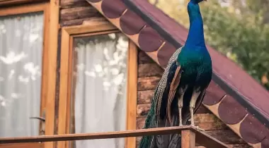 Değirmen kamp kazdağları