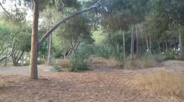 Gümüşkum (Yüzüncü Yıl) Tabiat Parkı