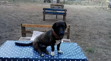 Bobi Kamping