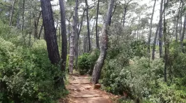 Gökova Orman Kampı