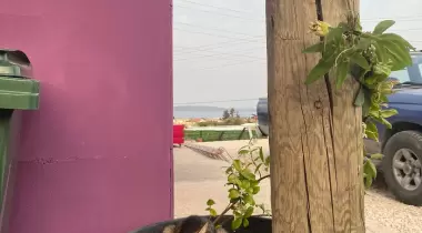 MOR DOĞA KAMP YERİ VE KAFE