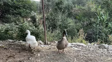 Eko Kamp Karavan