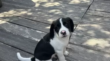 Assos Taşlı Tarla