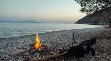 Zeytin bükü