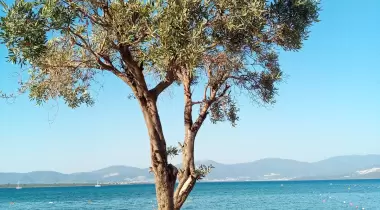 Demiryol İş Plajı
