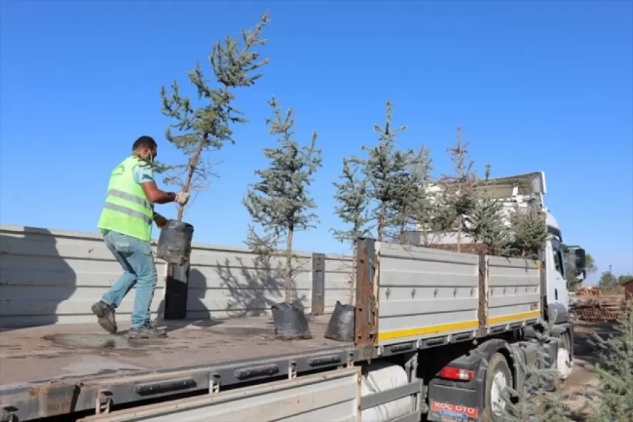 2020 Yılında Hatay'da Yanan Orman Alanları Gençleştiriliyor
