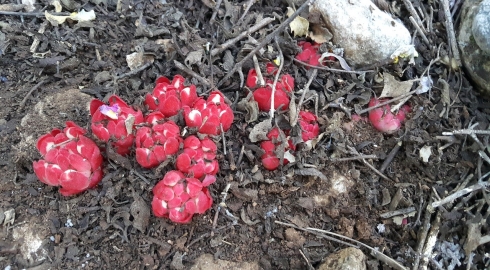 İnekmemesi - Cytinus Hypocistis