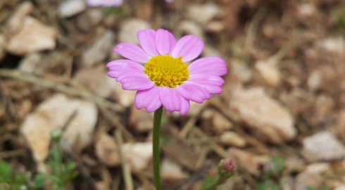 Gül Papatya - Anthemis Rossa - Corn Chamomille