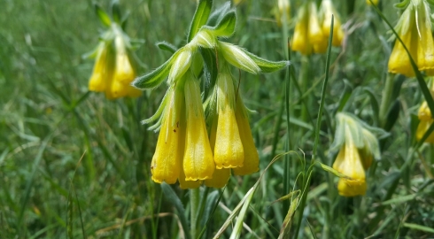 Emzikotu - Onosma Aucheranum - Golden Drop