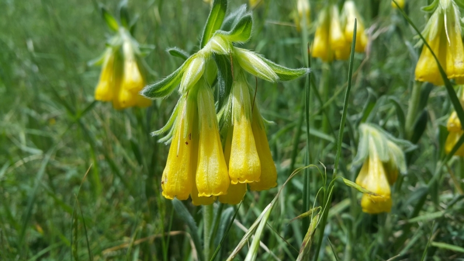 Emzikotu - Onosma Aucheranum - Golden Drop 