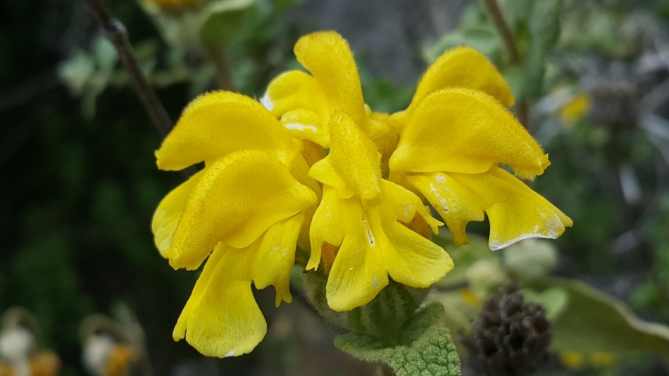 Şalba - Phlomis Chimerae - Wildenow 