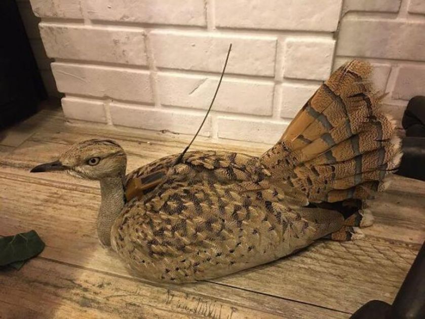 Yakalı Toy Kuşu Yozgat'ta Bir 'Amip' Tarafından Vurulmuş Olarak Bulundu 