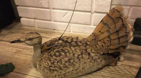 Yakalı Toy Kuşu Yozgat'ta Bir 'Amip' Tarafından Vurulmuş Olarak Bulundu