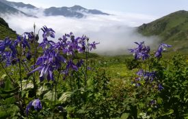  ARTVİN YAYLALARINDA KAMP VE KARÇAL DAĞI (3428 m.) ZİRVE